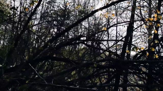 VID 20230510 130644 Ночь со своднею- луною...1932 (Н. Клюев)...Павел Васильев Лахтинский смотреть онлайн