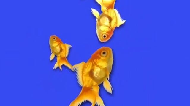 АКВАРИУМНЫЕ РЫБКИ! BLUE SCREEN смотреть онлайн