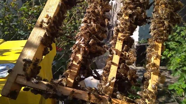 Выводим маток весной ! 1 часть , Улья Дениса Фадеева смотреть онлайн