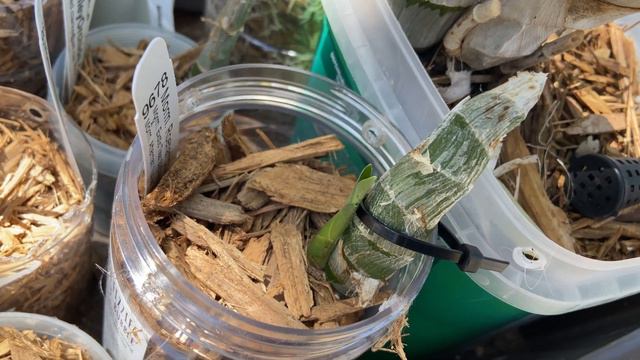 Catasetum Update - Mid Spring (late March) смотреть онлайн