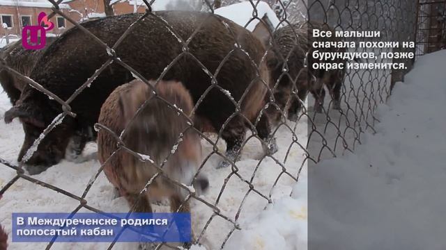В Междуреченске родился полосатый кабан смотреть онлайн
