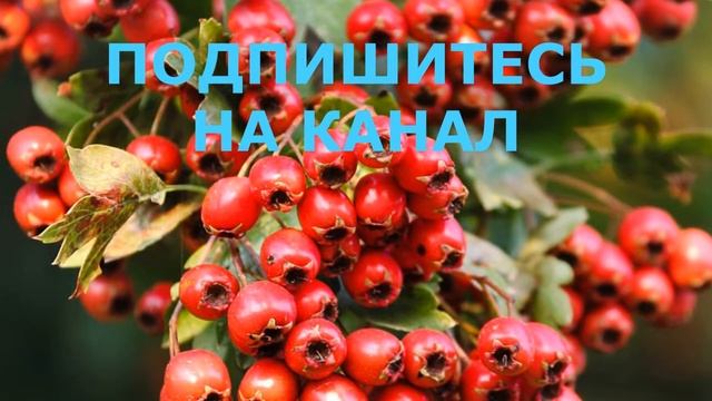 Боярышник. Что Могут Эти Ягоды. Боярышник Польза, Противопоказания смотреть онлайн