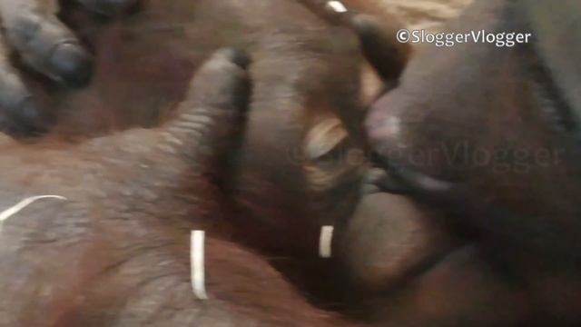 Gentle Orangutan Mother Cleans Youngster's Eye смотреть онлайн