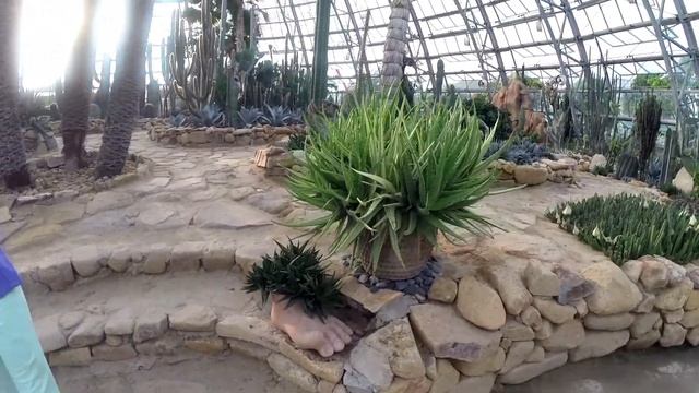 Кактусы в Vinpearl (Нячанг, Вьетнам) смотреть онлайн