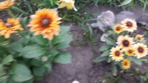 Как цветёт рудбекия вырощеная из семян! Рудбекия шесть новых расцветок!  #рудбекия,#рудбекияизсемян