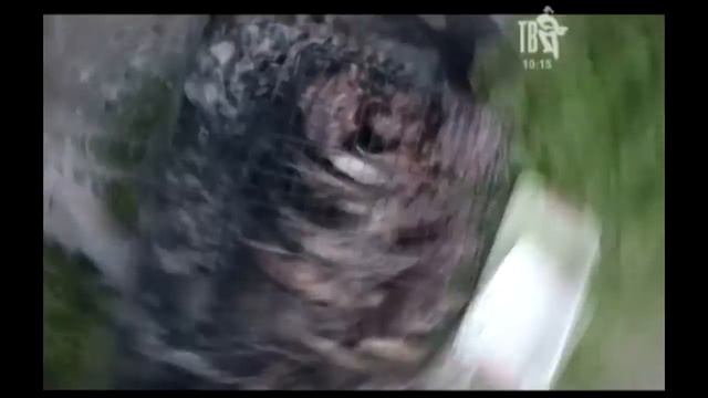 ДАЧА на ТВ ШАНСОН смотреть онлайн