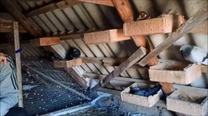 Николаевские голуби Романа Титенко, потихоньку выходим из стресса, первые результаты которые радуют