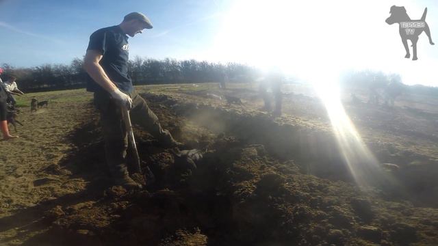 Ratting with terriers Nov 16 [WARNING: Graphic content] смотреть онлайн