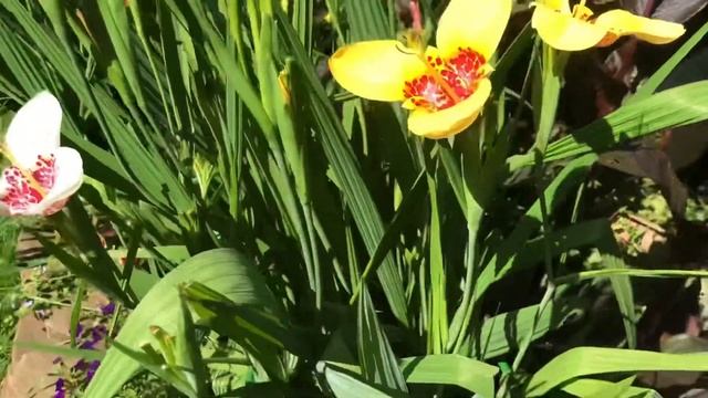 Тигридии в саду! Tigridia In Garden