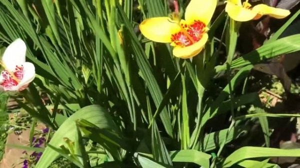 Тигридии в саду! Tigridia in garden
