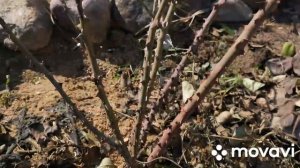 Обрезка кустовых роз ранней весной.