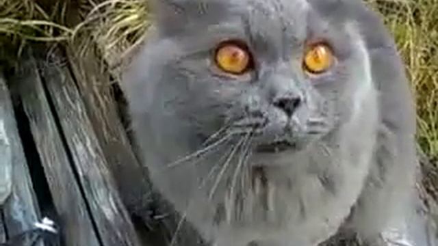 Кот хочет установить контакт с людьми!! смотреть онлайн