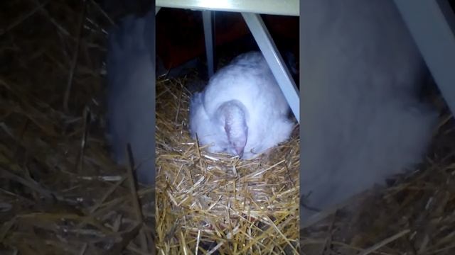 Ложим яйца под индюшку, яйцам 1,5 мес.,вылуплятся ли индюшата? ЧАСТЬ 1. смотреть онлайн