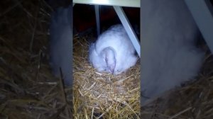 Ложим яйца под индюшку, яйцам 1,5 мес.,вылуплятся ли индюшата? ЧАСТЬ 1.