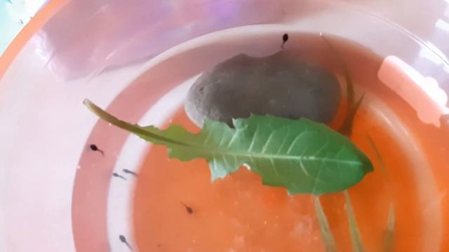 Как можно держать головастиков в домашних условиях смотреть онлайн