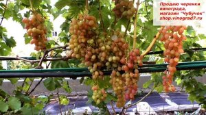 Кишмиш Премьер- виноград улучшенного клона. Созревает раньше Кишмиша Лучистого на пару недель.