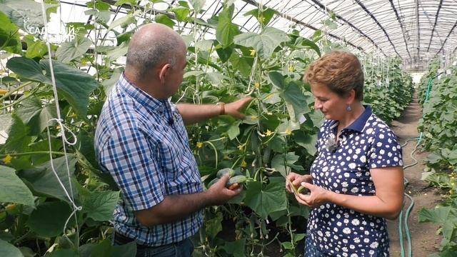 Огурцы БЕЗ пустоцвета! Рекомендует профессор Мамедов! смотреть онлайн