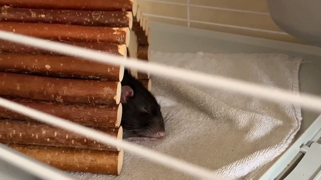 VLOG С КРЫСАМИ? || ДОМИК ДЛЯ КРЫС || КУКУРУЗА В ДУХОВКЕ ЗА 5 МИНУТ || СКОЛЬКО КОРМОВ У МОИХ КРЫС смотреть онлайн