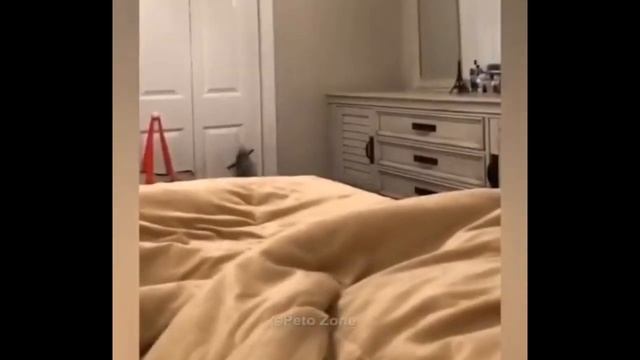 Будет суп с котом