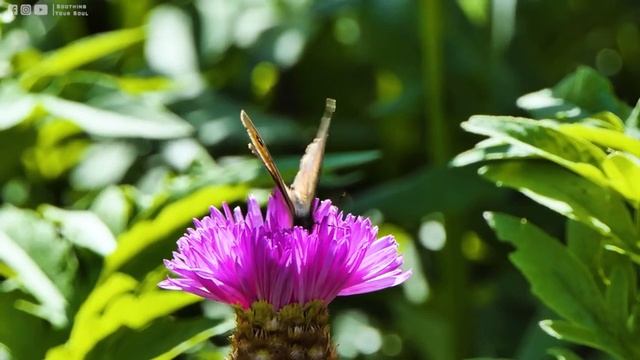 Расслабляющая музыка для снятия стресса, тревоги и депрессии • Исцеление разума, тела и души смотреть онлайн