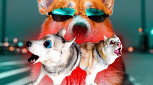 Я СОЖРАЛ ХАСКИ БАНДИТА И БУБЛИКА!! (Корги Кекс) Говорящая собака