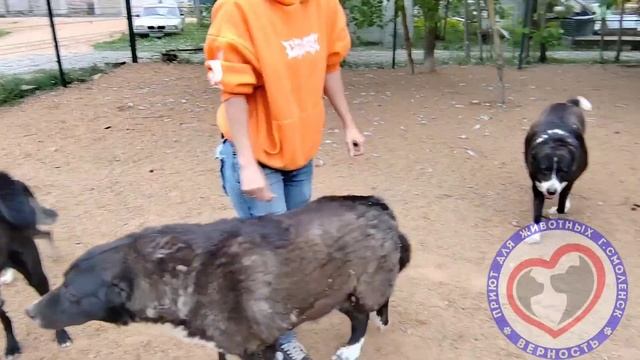 «Пионеры приюта» знакомятся с новыми друзьями. Небольшой репортаж из приюта Верность смотреть онлайн