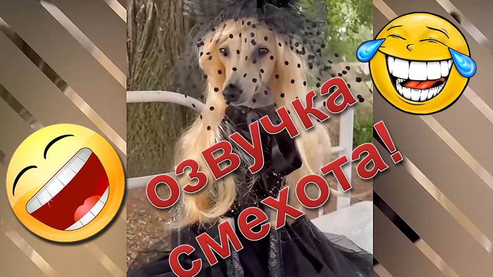 Улётное видео! Сборник приколов с животными с озвучкой смотреть онлайн