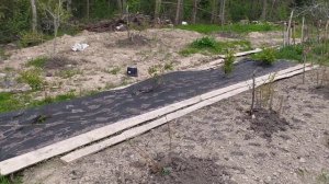 Готовлю грядку для помидор в открытом грунте. Ленинградская область.