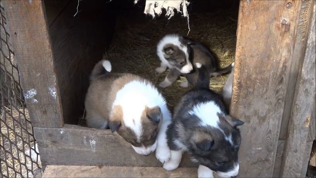 Щенки 2017 смотреть онлайн