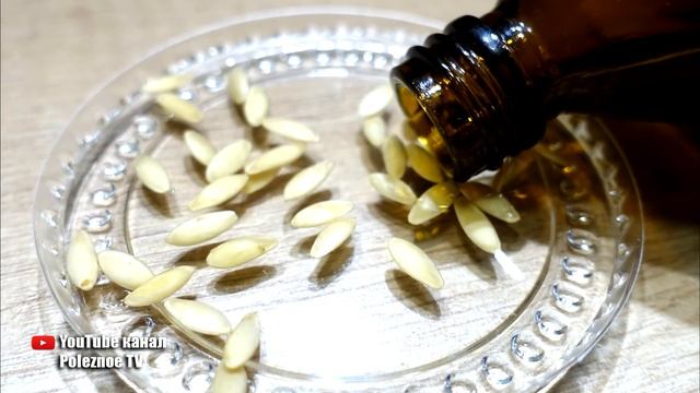 СЕМЕНА ОГУРЦОВ ПРОРАСТУТ ЗА СЧИТАННЫЕ ЧАСЫ И РАССАДА НЕ БУДЕТ БОЛЕТЬ смотреть онлайн