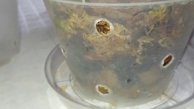 Цветочные горшки которыми я пользуюсь. ? смотреть онлайн
