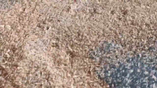 видео рассева отрубей на вибросите ВС-10 Вибромаш Vibromash.com, 8-800-500-40-02, 8-902-333-99-69 смотреть онлайн