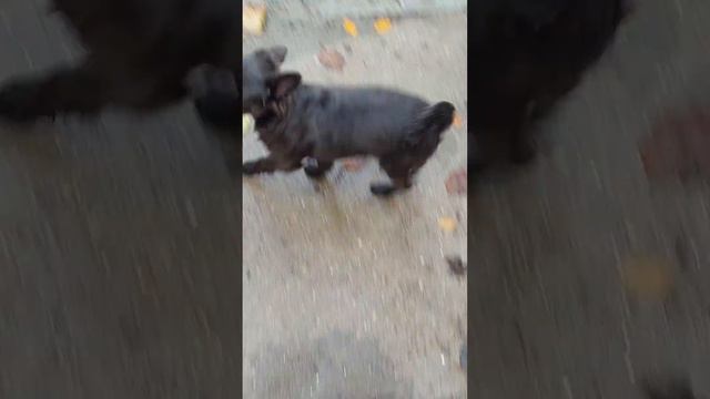 ВСЕМ ХЕЙТЕРАМ НАЗЛО😂 профессиональный Питомник чихуахуа и той-пудель Кастропуло Крым гуляем