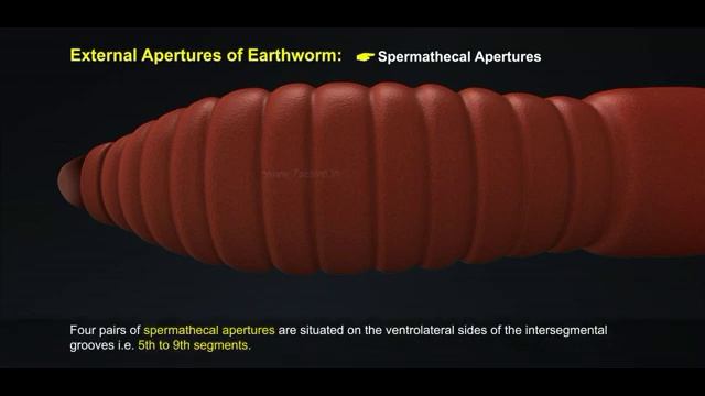 1 Morphology of Earthworm 512 1 смотреть онлайн