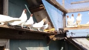 #Бойные #голуби #Астрахани            Головатые бойные голуби д.Славы в Астрахани.