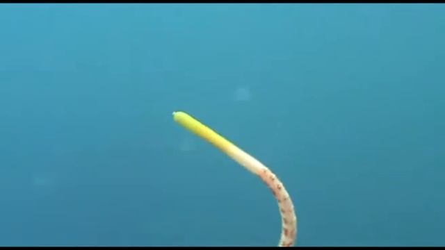 The Metronomic Lugworm смотреть онлайн