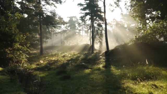 meditation music || relaxing music || nature videos || mind fresh music смотреть онлайн
