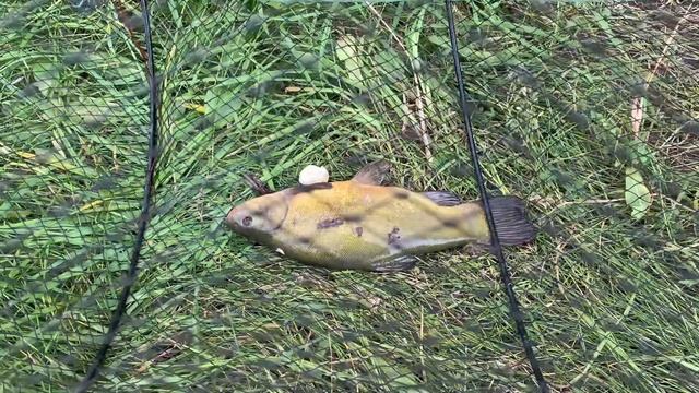 РЫБАЛКА НА ВЕРШУ ЛИНЬ?#линь