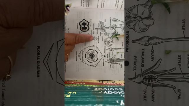 Flower Of Petunia(family-Solanaceae))