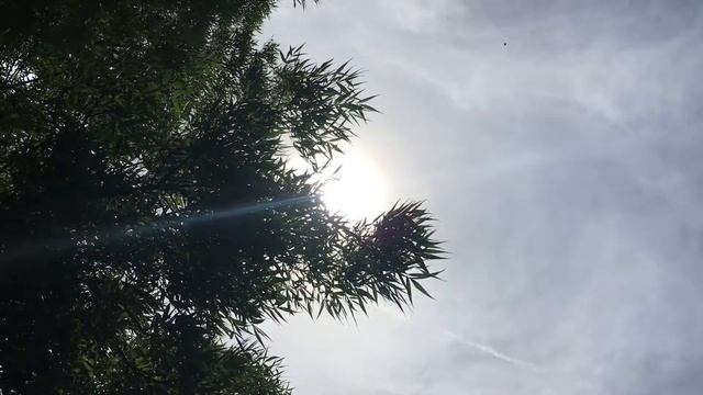 Narrow Leaved Ash (Fraxinus angustifolia) - leaves in the sun - June 2018 смотреть онлайн