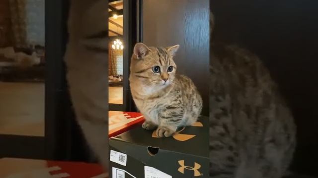 Котик с короткими лапками #shorts смотреть онлайн