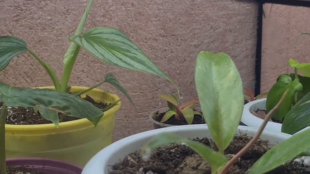 ФИЛОДЕНДРОНЫ . Как вырастить Тайских деток при низкой влажности воздуха . смотреть онлайн