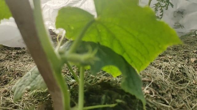 133. У меня нет паутинного клеща. Эта обработка помогает избавиться от паутинного клеща.