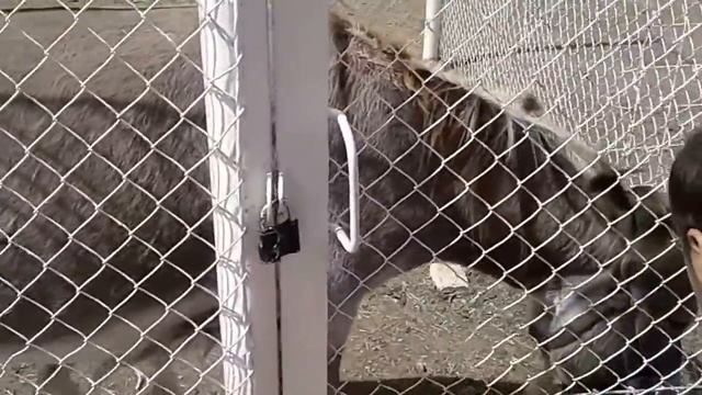 МОЕ УТРО В ДЕРЕВНЕ. КАК Я ЛЮБЛЮ ЖИВОТНЫХ. ЗОНА ОТДЫХА КУЛАГЕР смотреть онлайн