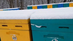 Как избавиться от дятлов, синичек  на пасеке?