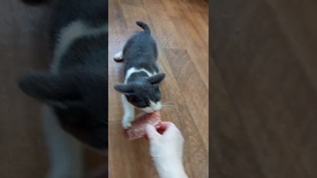 КОШКА СТАЩИЛА КУСОК МЯСА