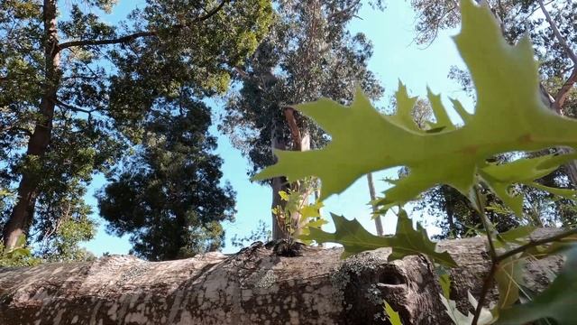 Appartements avec vue sur la mer & piscine | Côte d'Argent Portugal #vivreauportugal смотреть онлайн
