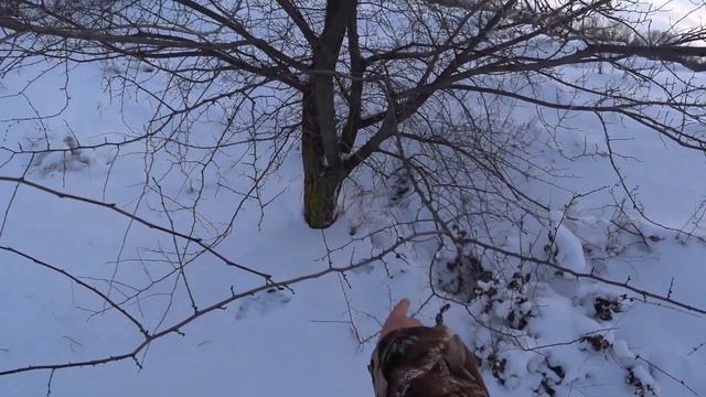 Охота на зайца. Неожиданный трофей смотреть онлайн