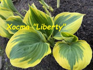 Хоста Liberty (Либерти)