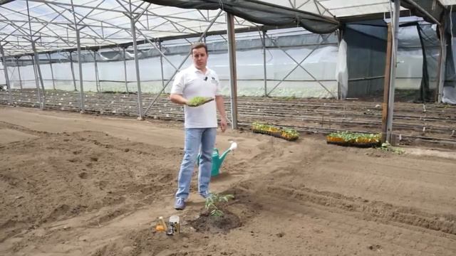 Как использовать питательную добавку для растений Цион Совет дня смотреть онлайн